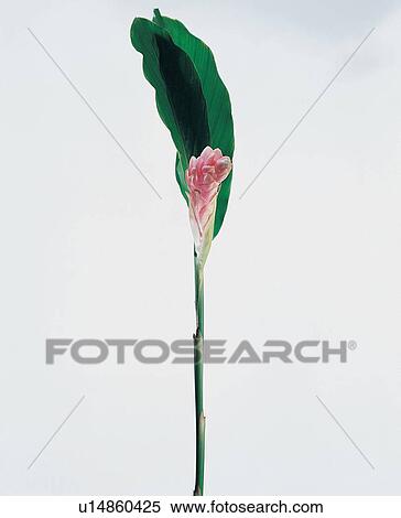 , Stem, Plant Life, Green, Leaf, Part Of, Nature View Large Photo Image Stock Photography - , Stem, Plant Life, Green, Leaf, Part Of, Nature. Fotosearch