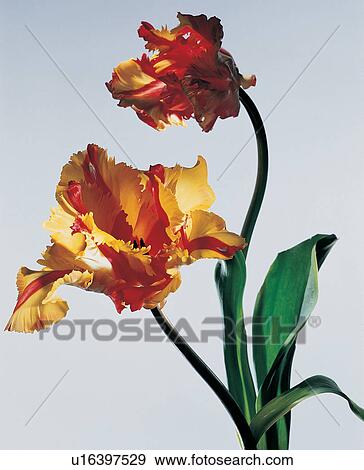 Two Objects, Leaf, Flower Head, Colorful View Large Photo Image Stock Photo - Two Objects, Leaf, Flower Head, Colorful. Fotosearch