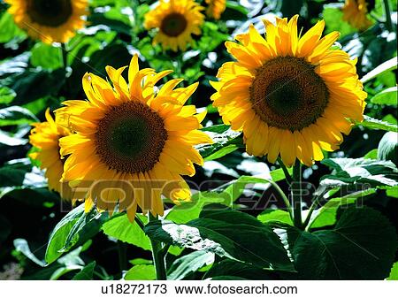 花 植物 黃色 植物 向日葵種類最齊全的圖像 U Fotosearch