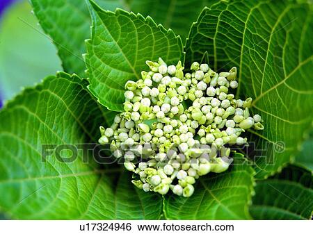 Stock Photograph - chrysanthemum, white, flower, vegetation, plant. Fotosearch