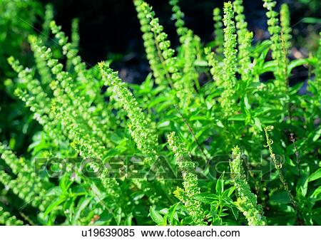 flower, boehmeria longispica steud, green, plant, vegetation View Large Photo Image Stock Photography - flower, boehmeria longispica steud, green, plant, vegetation. Fotosearch