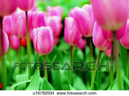 flower, plant, pink, tulip, vegetation View Large Photo Image Picture - flower, plant, pink, tulip, vegetation. Fotosearch