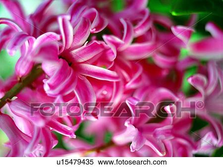 flower, plant, pink, vegetation View Large Photo Image Stock Photography - flower, plant, pink, vegetation. Fotosearch