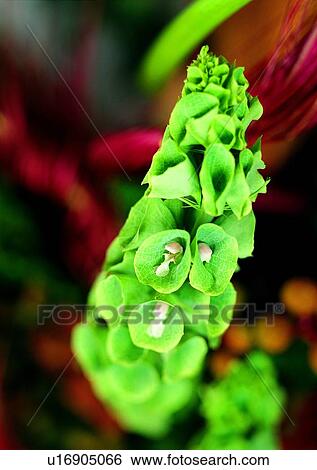 flower, plant, vegetation, green View Large Photo Image Stock Photograph - flower, plant, vegetation, green. Fotosearch