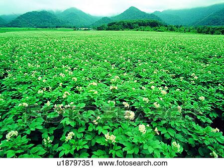 flower, plant, vegetation, white View Large Photo Image Stock Image - flower, plant, vegetation, white. Fotosearch