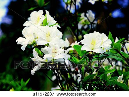 flower, plant, vegetation, white View Large Photo Image Stock Photo - flower, plant, vegetation, white. Fotosearch