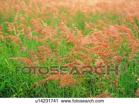 Stock Image - flower, reed, vegetation, plant, red. Fotosearch
