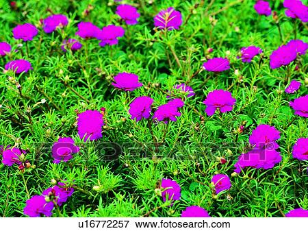 flower, vegetation, plant, purple View Large Photo Image Stock Photo - flower, vegetation, plant, purple. Fotosearch