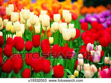 flower, vegetation, red, tulip, plant View Large Photo Image Stock Image - flower, vegetation, red, tulip, plant. Fotosearch