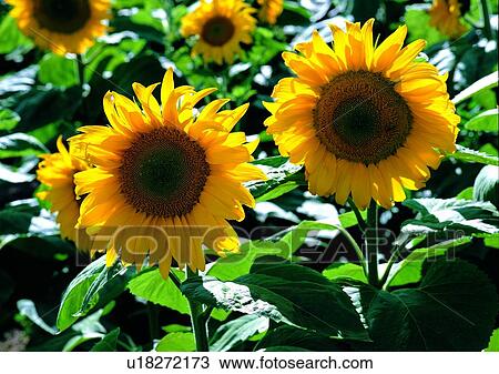 flower, vegetation, yellow, plant, sunflower View Large Photo Image Stock Image - flower, vegetation, yellow, plant, sunflower. Fotosearch