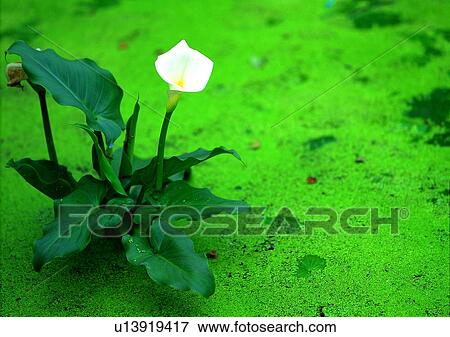 Stock Photo - flower, white, plant, vegetation. Fotosearch