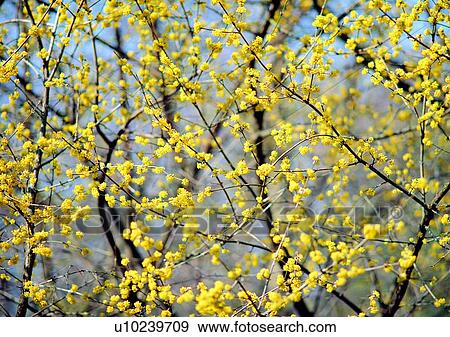 flower, yellow, plant, vegetation View Large Photo Image Stock Photo - flower, yellow, plant, vegetation. Fotosearch