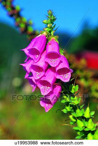 foxglove, pink, digitalis, flower, plant, vegetation View Large Photo Image Stock Photo - foxglove, pink, digitalis, flower, plant, vegetation. Fotosearch