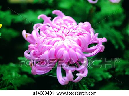 pink, flower, plant, chrysanthemum, vegetation View Large Photo Image Stock Image - pink, flower, plant, chrysanthemum, vegetation. Fotosearch