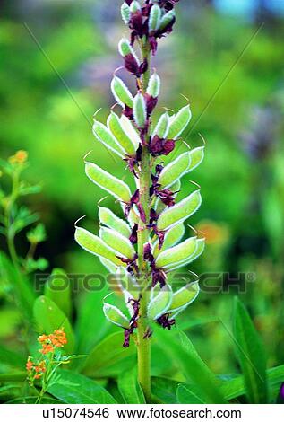 Stock Photograph - plant, flower, vegetation, green. Fotosearch