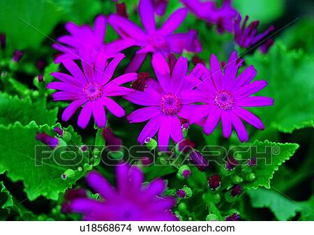 plant, flower, vegetation, purple View Large Photo Image Picture - plant, flower, vegetation, purple. Fotosearch