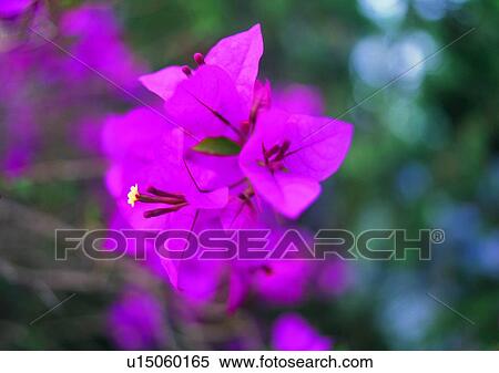 Stock Photography - plant, flower, vegetation, purple. Fotosearch
