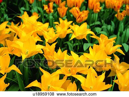 plant, flower, vegetation, yellow, tulip View Large Photo Image Stock Photo - plant, flower, vegetation, yellow, tulip. Fotosearch