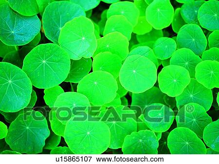 plant, lotus leaves, green, vegetation, flower View Large Photo Image Stock Photo - plant, lotus leaves, green, vegetation, flower. Fotosearch