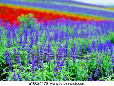 plant, purple, flower, vegetation, hyacinth View Large Photo Image Stock Photography - plant, purple, flower, vegetation, hyacinth. Fotosearch