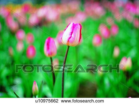 Stock Image - plant, tulip, pink, flower, vegetation. Fotosearch