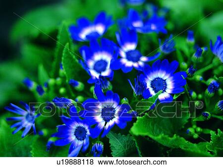 plant, vegetation, flower, blue, creeping oxalis View Large Photo Image Stock Photo - plant, vegetation, flower, blue, creeping oxalis. Fotosearch
