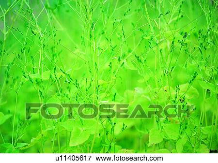 plant, vegetation, flower, green View Large Photo Image Stock Photo - plant, vegetation, flower, green. Fotosearch