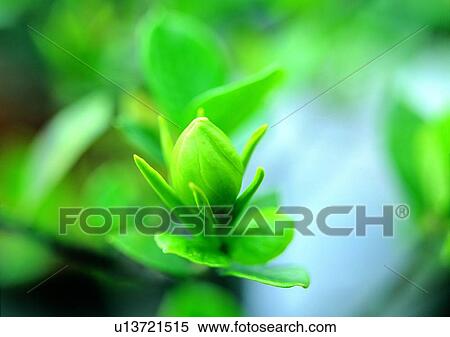 plant, vegetation, flower, green View Large Photo Image Stock Photography - plant, vegetation, flower, green. Fotosearch