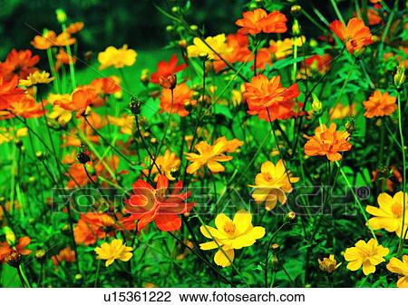 Stock Image - plant, vegetation, flower, orange, creeping oxalis. Fotosearch