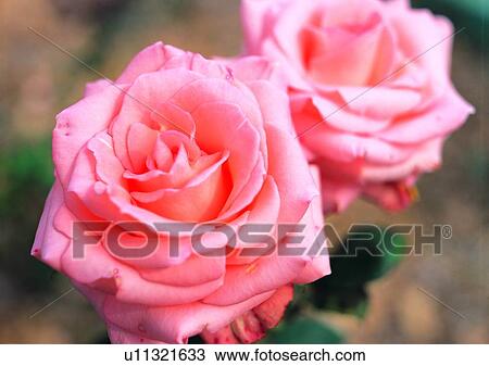 plant, vegetation, flower, pink, rose View Large Photo Image Stock Image - plant, vegetation, flower, pink, rose. Fotosearch