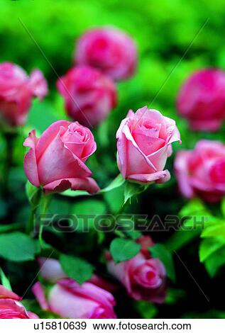 Stock Photo - plant, vegetation, flower, pink, rose. Fotosearch
