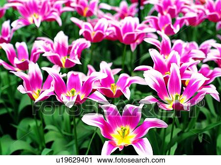 plant, vegetation, flower, pink, tulip View Large Photo Image Stock Image - plant, vegetation, flower, pink, tulip. Fotosearch