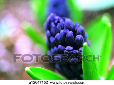 Stock Image - plant, vegetation, flower, purple, lotus. Fotosearch