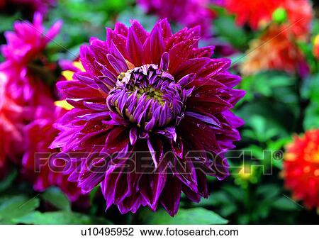 plant, vegetation, flower, purple, peony View Large Photo Image Stock Image - plant, vegetation, flower, purple, peony. Fotosearch