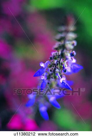 plant, vegetation, flower, purple, hyacinth View Large Photo Image Stock Image - plant, vegetation, flower, purple, hyacinth. Fotosearch