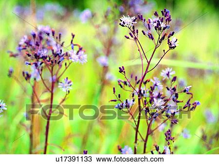Stock Image - plant, vegetation, flower, purple. Fotosearch