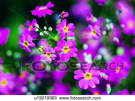 Stock Image - plant, vegetation, flower, purple, lantana. Fotosearch
