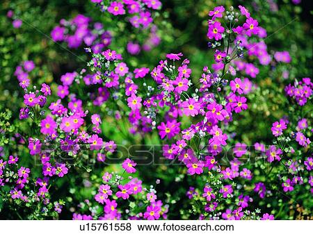 plant, vegetation, flower, purple View Large Photo Image Stock Photo - plant, vegetation, flower, purple. Fotosearch
