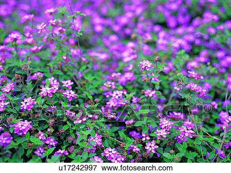 plant, vegetation, flower, purple View Large Photo Image Stock Photo - plant, vegetation, flower, purple. Fotosearch