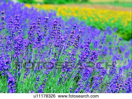 plant, vegetation, flower, purple, hyacinth View Large Photo Image Stock Photograph - plant, vegetation, flower, purple, hyacinth. Fotosearch