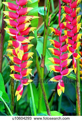plant, vegetation, flower, red View Large Photo Image Stock Image - plant, vegetation, flower, red. Fotosearch