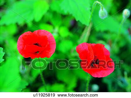 plant, vegetation, flower, red View Large Photo Image Stock Photo - plant, vegetation, flower, red. Fotosearch