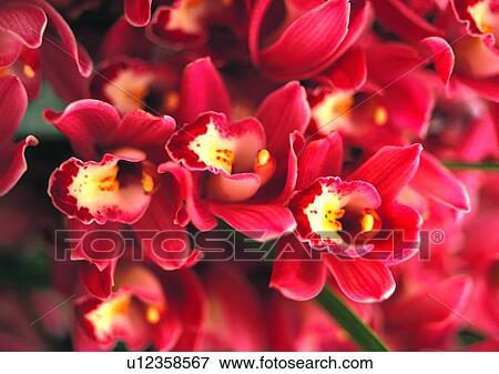 plant, vegetation, flower, red View Large Photo Image Stock Photo - plant, vegetation, flower, red. Fotosearch