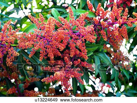 plant, vegetation, flower, red View Large Photo Image Stock Photo - plant, vegetation, flower, red. Fotosearch