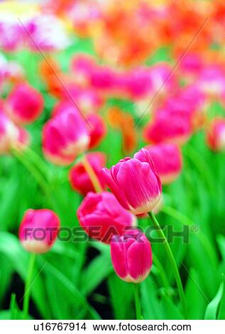 plant, vegetation, flower, red, tulip View Large Photo Image Picture - plant, vegetation, flower, red, tulip. Fotosearch