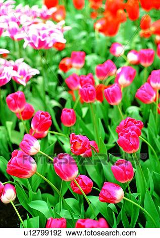 plant, vegetation, flower, red, tulip View Large Photo Image Stock Image - plant, vegetation, flower, red, tulip. Fotosearch