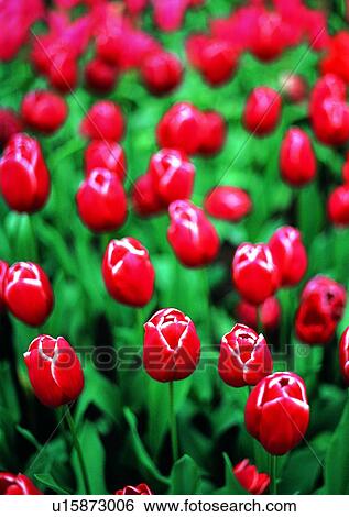 plant, vegetation, flower, red, tulip View Large Photo Image Stock Photograph - plant, vegetation, flower, red, tulip. Fotosearch