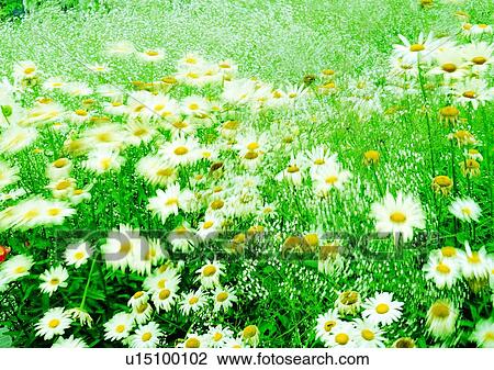 Stock Image - plant, vegetation, flower, white. Fotosearch