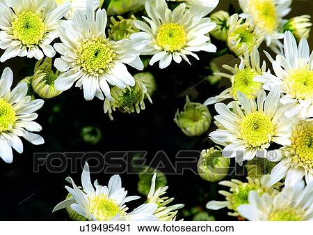 plant, vegetation, flower, white, chrysanthemum View Large Photo Image Stock Image - plant, vegetation, flower, white, chrysanthemum. Fotosearch