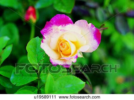 plant, vegetation, flower, white View Large Photo Image Stock Image - plant, vegetation, flower, white. Fotosearch